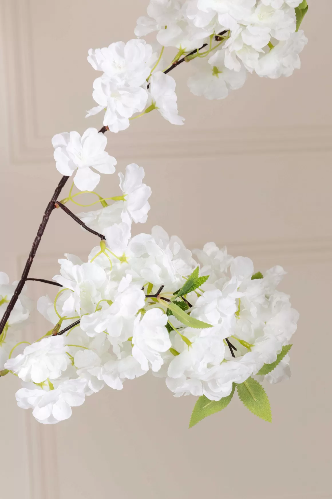 Carraig Donn HOME Cherry Blossom Tree Store