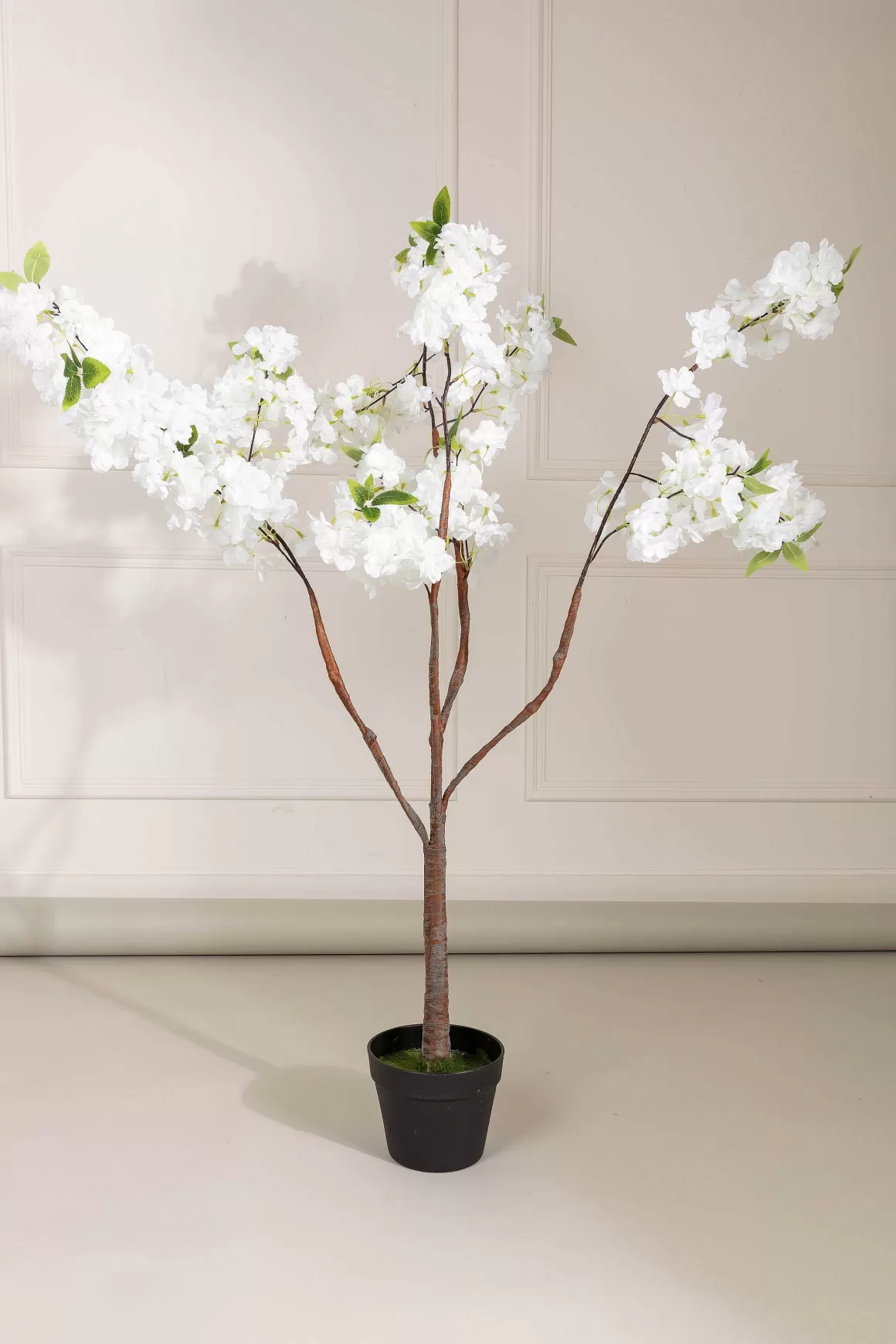 Carraig Donn HOME Cherry Blossom Tree Store
