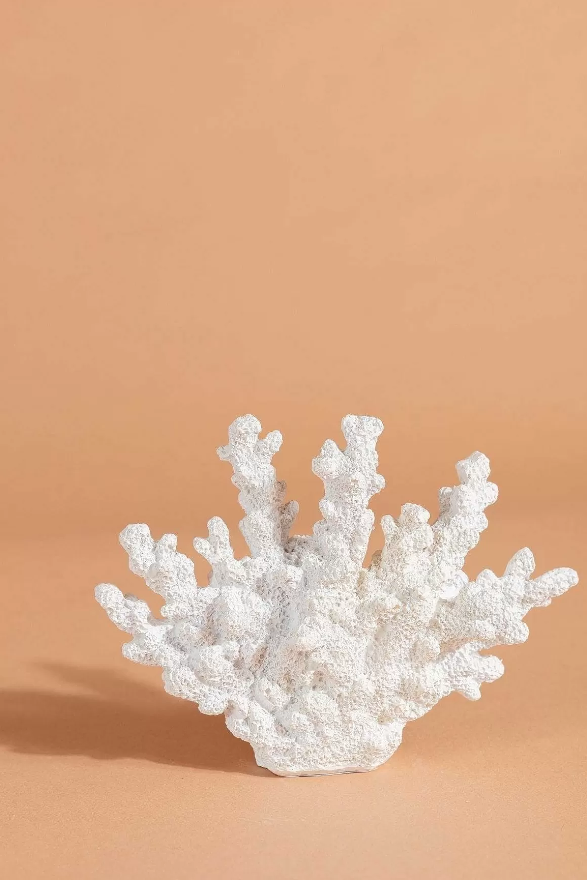 Carraig Donn HOME Coral Decor Store