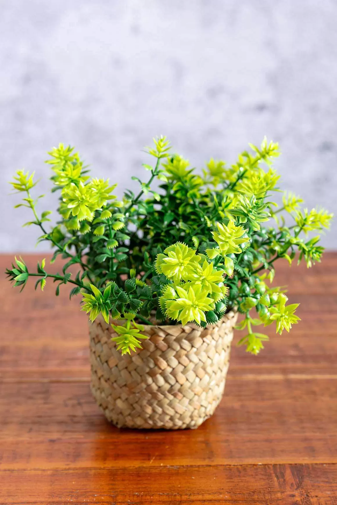 Carraig Donn HOME Fern Plant In Basket Cheap