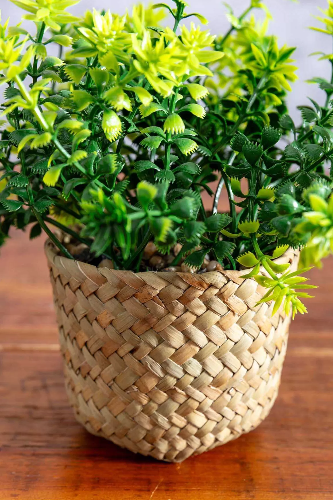 Carraig Donn HOME Fern Plant In Basket Cheap