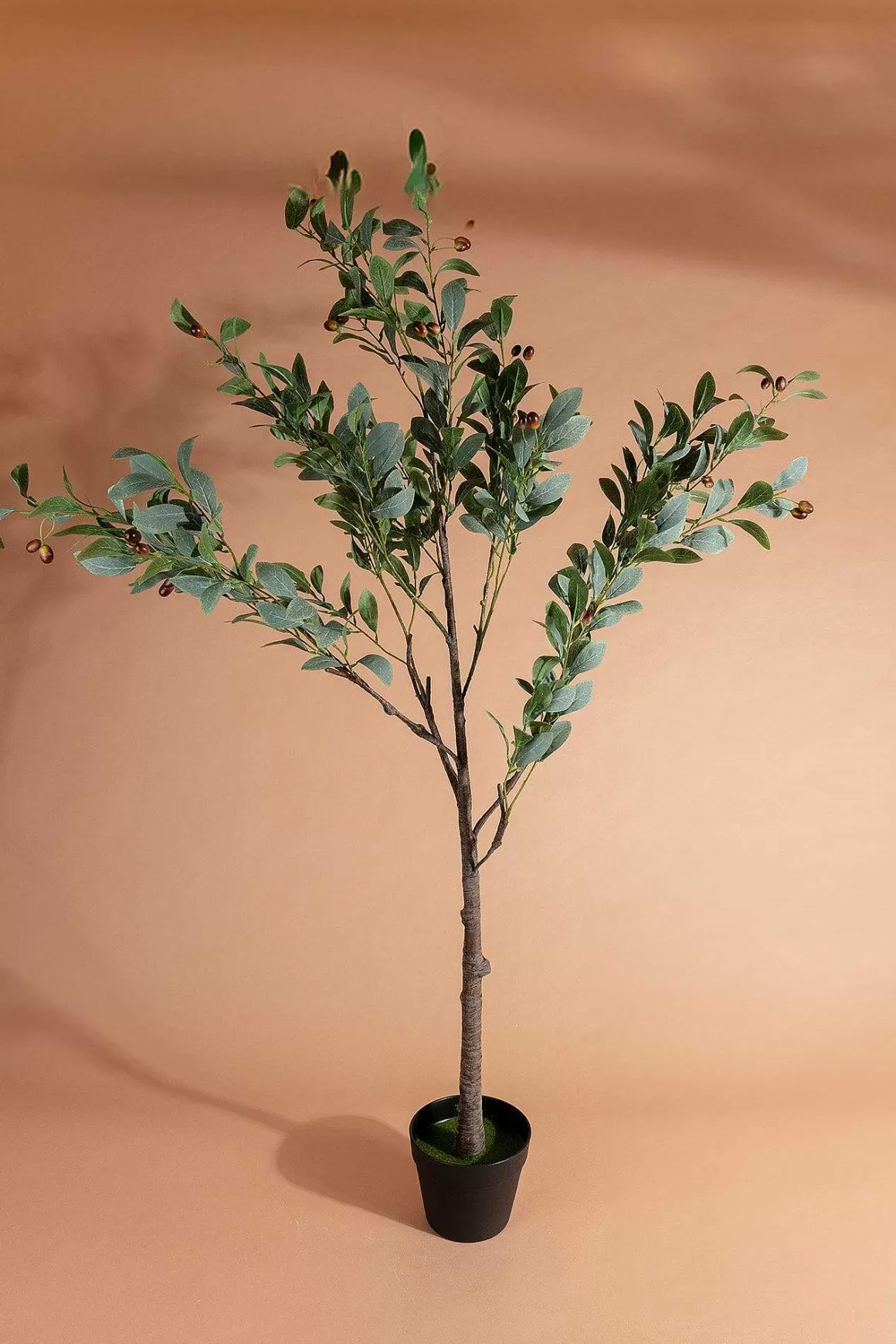 Carraig Donn HOME Olive Tree Best