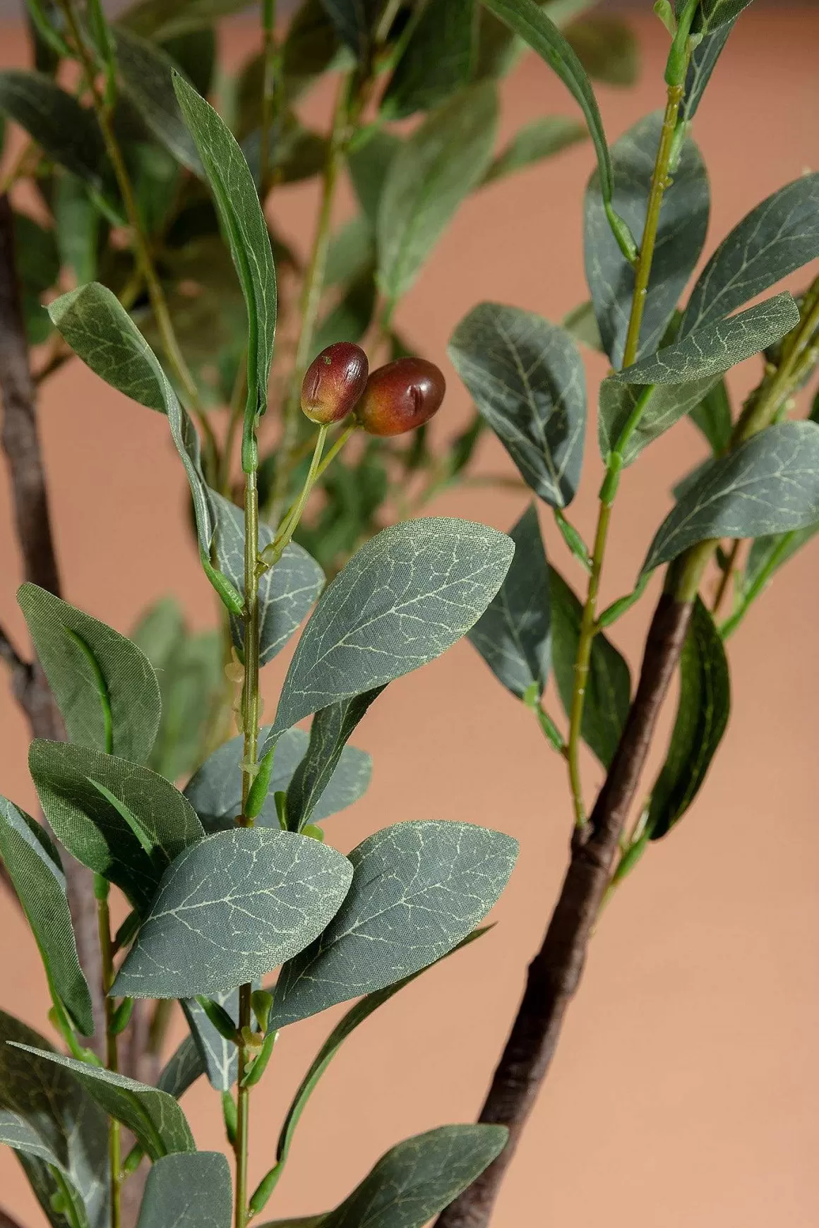 Carraig Donn HOME Olive Tree Best