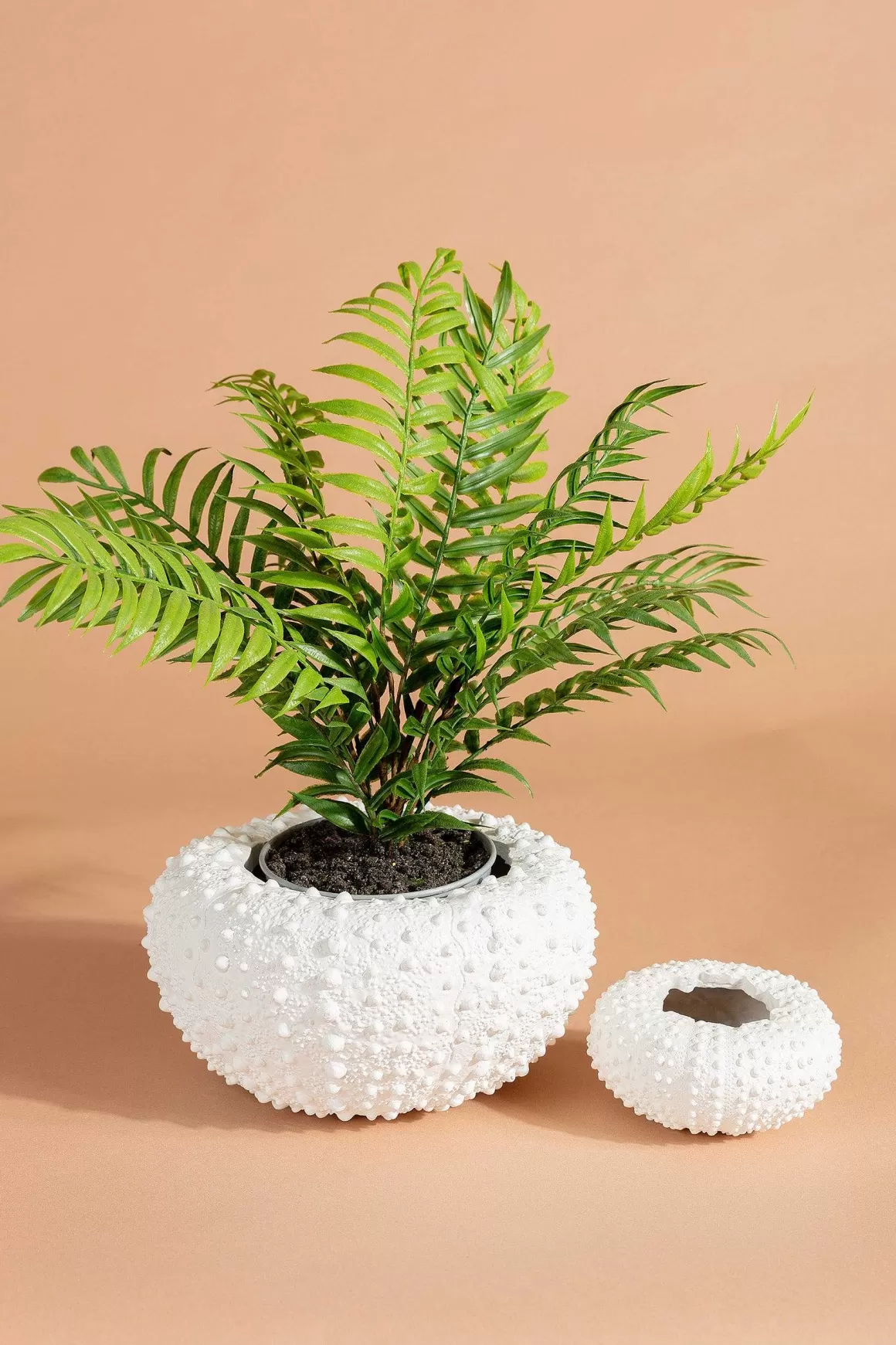 Carraig Donn HOME Sea Urchin Planter Large Fashion