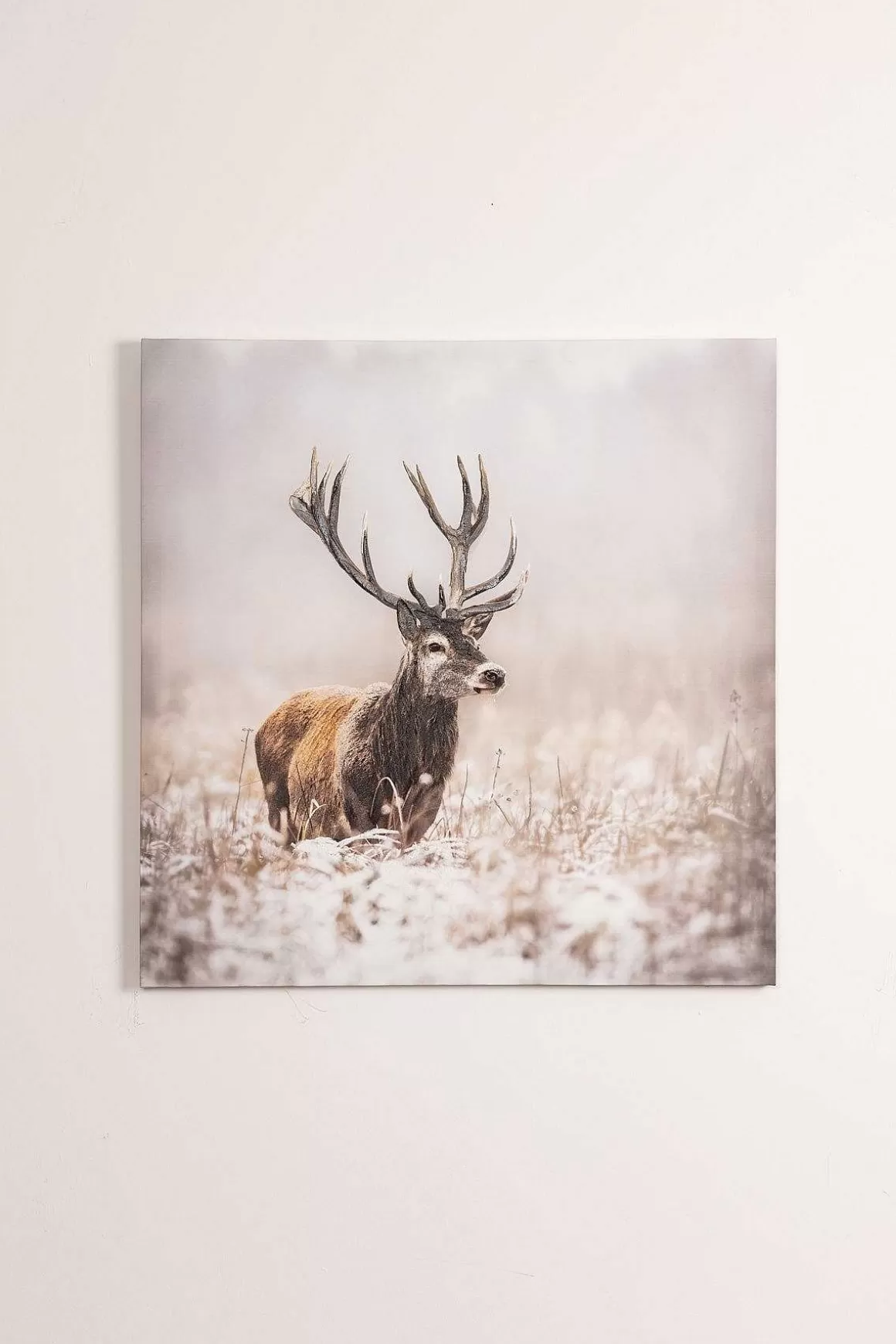 Carraig Donn HOME Stag Canvas Wall Art Cheap