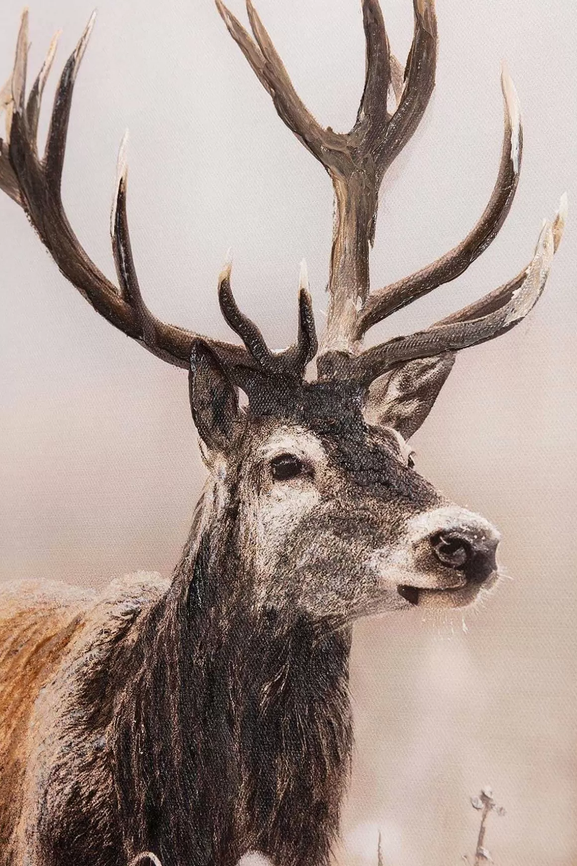 Carraig Donn HOME Stag Canvas Wall Art Cheap